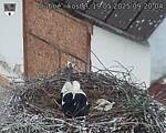 Capi_Dubne_20250519_092004.jpg
