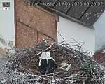 Capi_Dubne_20250519_092502.jpg
