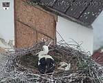 Capi_Dubne_20250519_093503.jpg