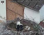 Capi_Dubne_20250519_094002.jpg