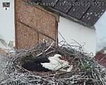Capi_Dubne_20250519_100503.jpg