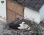 Capi_Dubne_20250519_102003.jpg