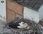 Capi_Dubne_20250519_102503.jpg