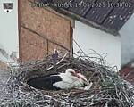 Capi_Dubne_20250519_103002.jpg