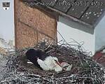 Capi_Dubne_20250519_104502.jpg