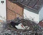 Capi_Dubne_20250519_105004.jpg