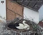 Capi_Dubne_20250519_110004.jpg