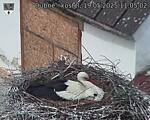 Capi_Dubne_20250519_110503.jpg