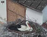 Capi_Dubne_20250519_111002.jpg