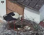 Capi_Dubne_20250519_111504.jpg