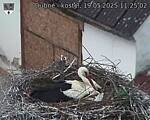 Capi_Dubne_20250519_112502.jpg
