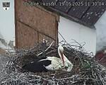 Capi_Dubne_20250519_113004.jpg
