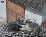 Capi_Dubne_20250519_113502.jpg