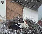 Capi_Dubne_20250519_114502.jpg