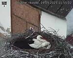 Capi_Dubne_20250519_115502.jpg