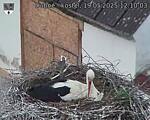 Capi_Dubne_20250519_121003.jpg