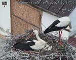 Capi_Dubne_20250519_121502.jpg