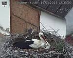 Capi_Dubne_20250519_123503.jpg