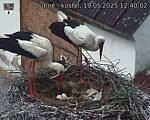 Capi_Dubne_20250519_124002.jpg