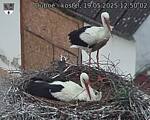 Capi_Dubne_20250519_125002.jpg