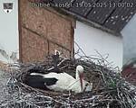 Capi_Dubne_20250519_130002.jpg