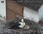 Capi_Dubne_20250519_130502.jpg