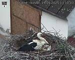 Capi_Dubne_20250519_131003.jpg