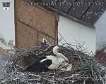 Capi_Dubne_20250519_131502.jpg