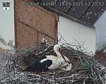 Capi_Dubne_20250519_132002.jpg