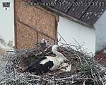 Capi_Dubne_20250519_133003.jpg