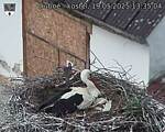 Capi_Dubne_20250519_133504.jpg