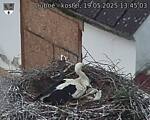 Capi_Dubne_20250519_134503.jpg