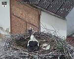 Capi_Dubne_20250519_135502.jpg