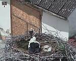 Capi_Dubne_20250519_140004.jpg