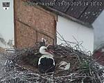 Capi_Dubne_20250519_141002.jpg