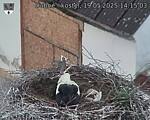 Capi_Dubne_20250519_141503.jpg