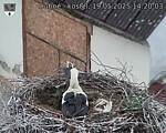 Capi_Dubne_20250519_142003.jpg