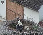 Capi_Dubne_20250519_142503.jpg
