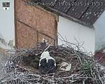 Capi_Dubne_20250519_143503.jpg
