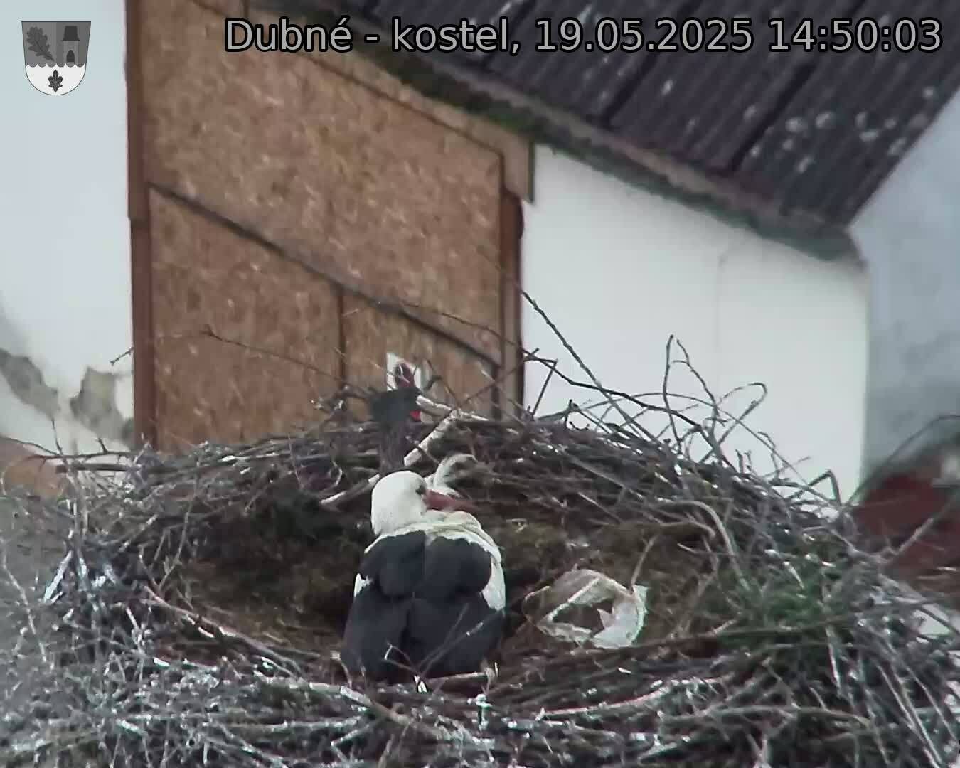 Capi_Dubne_20250519_145003.jpg (1350 x 1080)