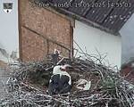 Capi_Dubne_20250519_145503.jpg