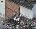 Capi_Dubne_20250519_150002.jpg