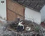 Capi_Dubne_20250519_150502.jpg