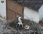 Capi_Dubne_20250519_151502.jpg