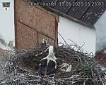 Capi_Dubne_20250519_152503.jpg