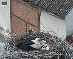 Capi_Dubne_20250519_153003.jpg