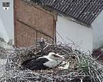Capi_Dubne_20250519_153504.jpg