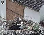 Capi_Dubne_20250519_154504.jpg