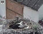Capi_Dubne_20250519_155003.jpg
