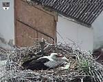 Capi_Dubne_20250519_155502.jpg